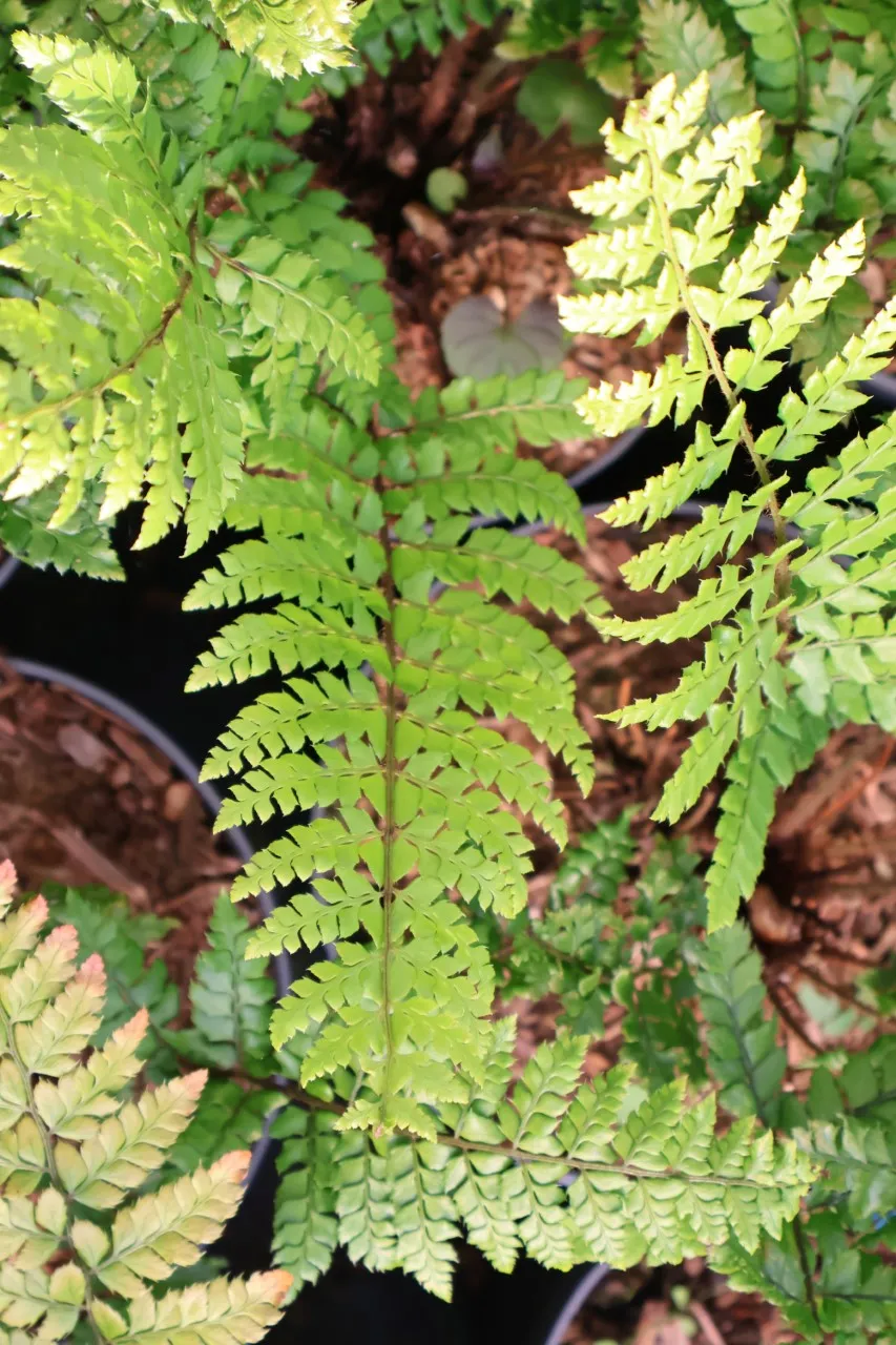 Polystichum makinoi : C2