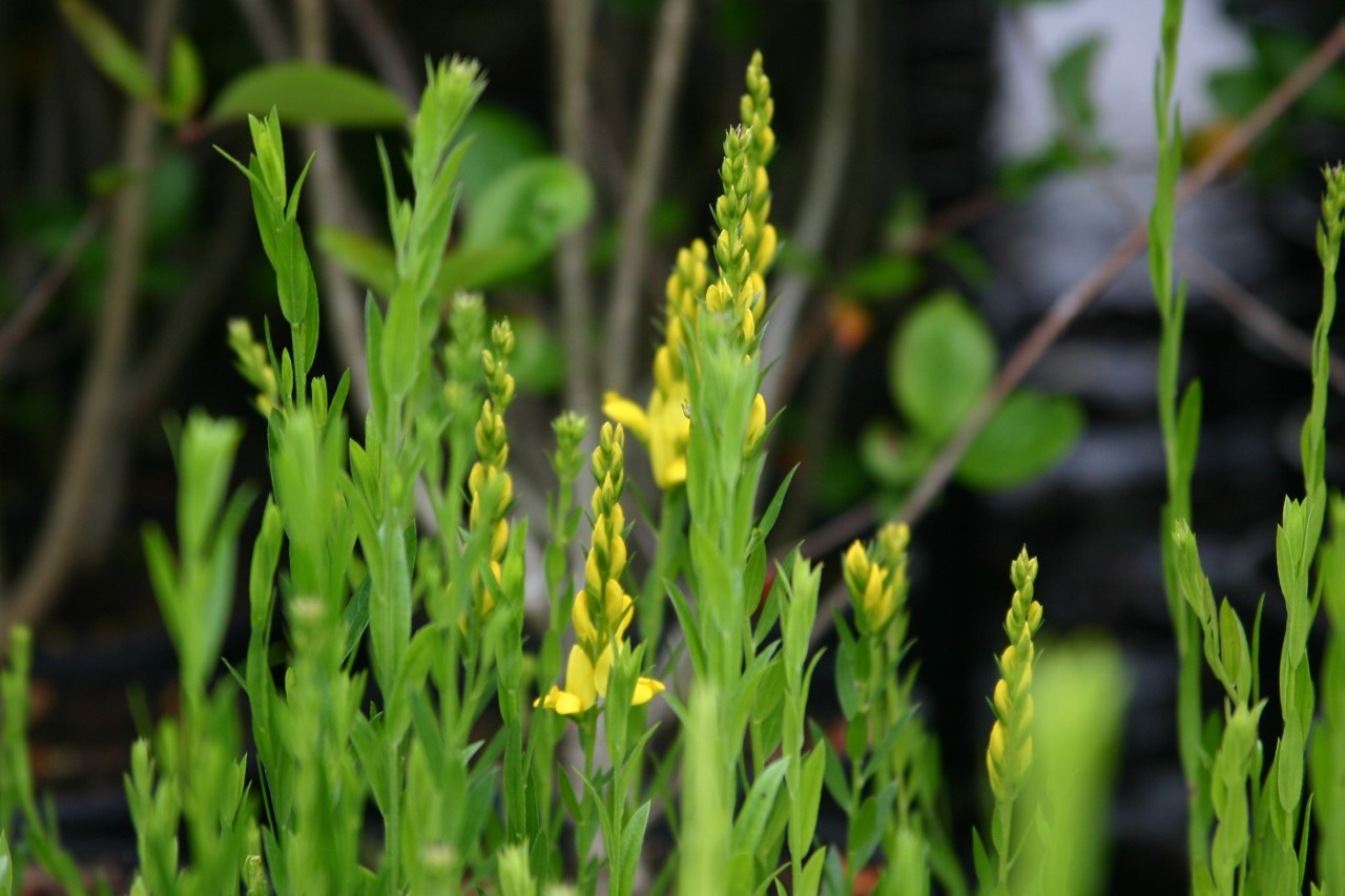genista-tinctoria