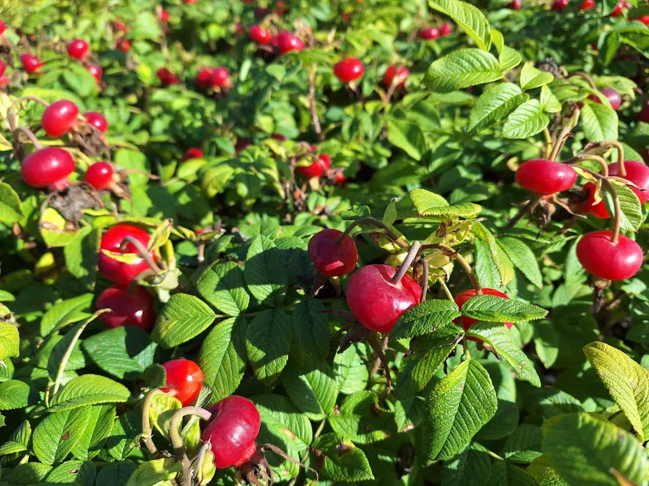 Rosa (R) 'Pierette Pavement' : C3 : 30-60