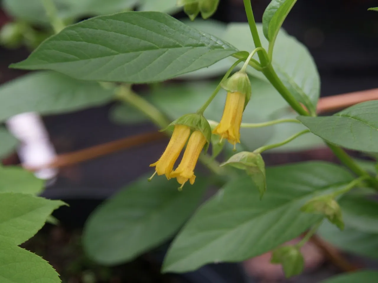 Lonicera involucrata 'Vian'
