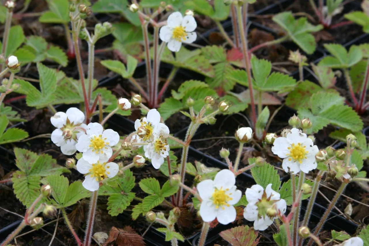 Fragaria moschata 'Askungen' : P9