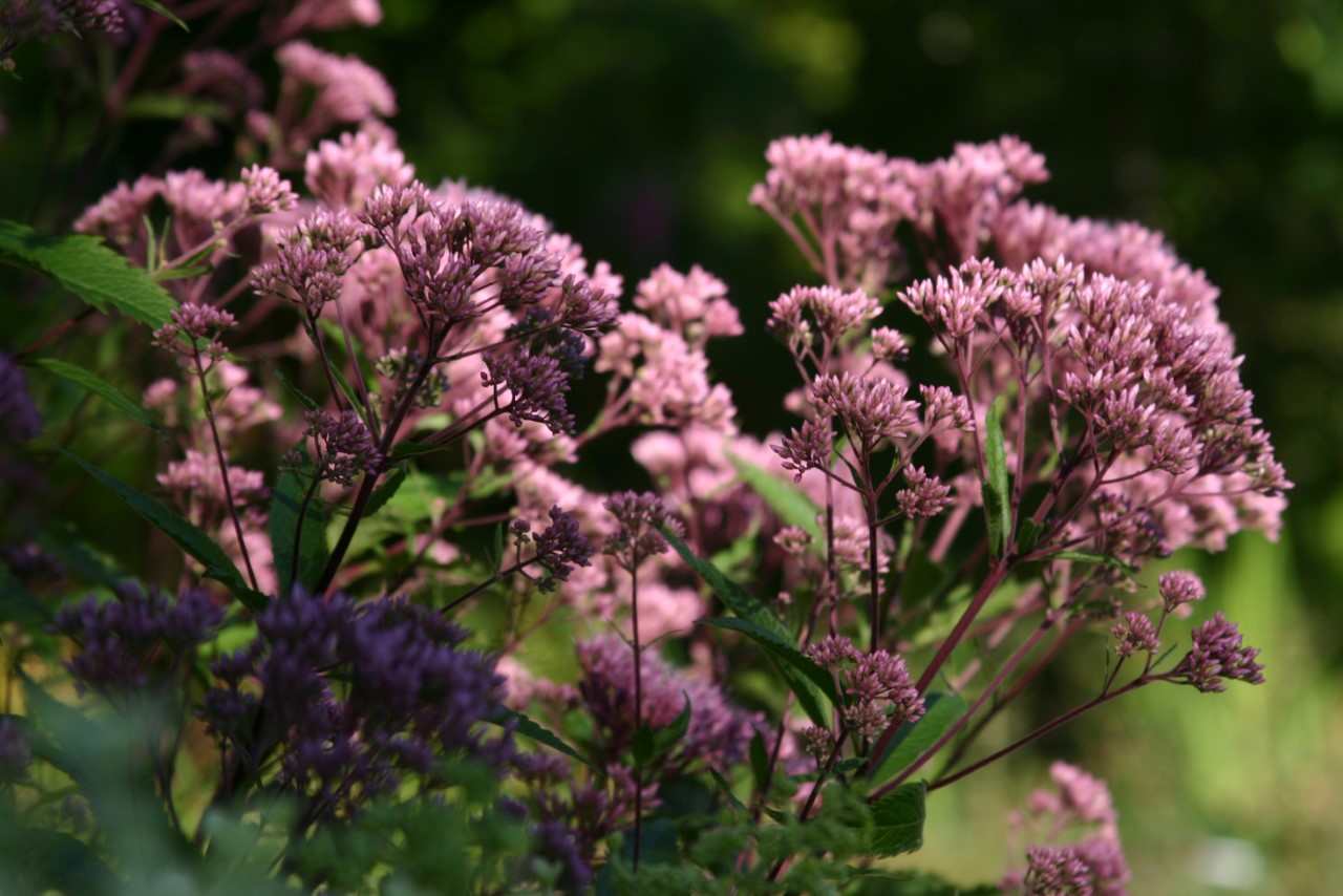 eupatorium-maculatum-purple-bush