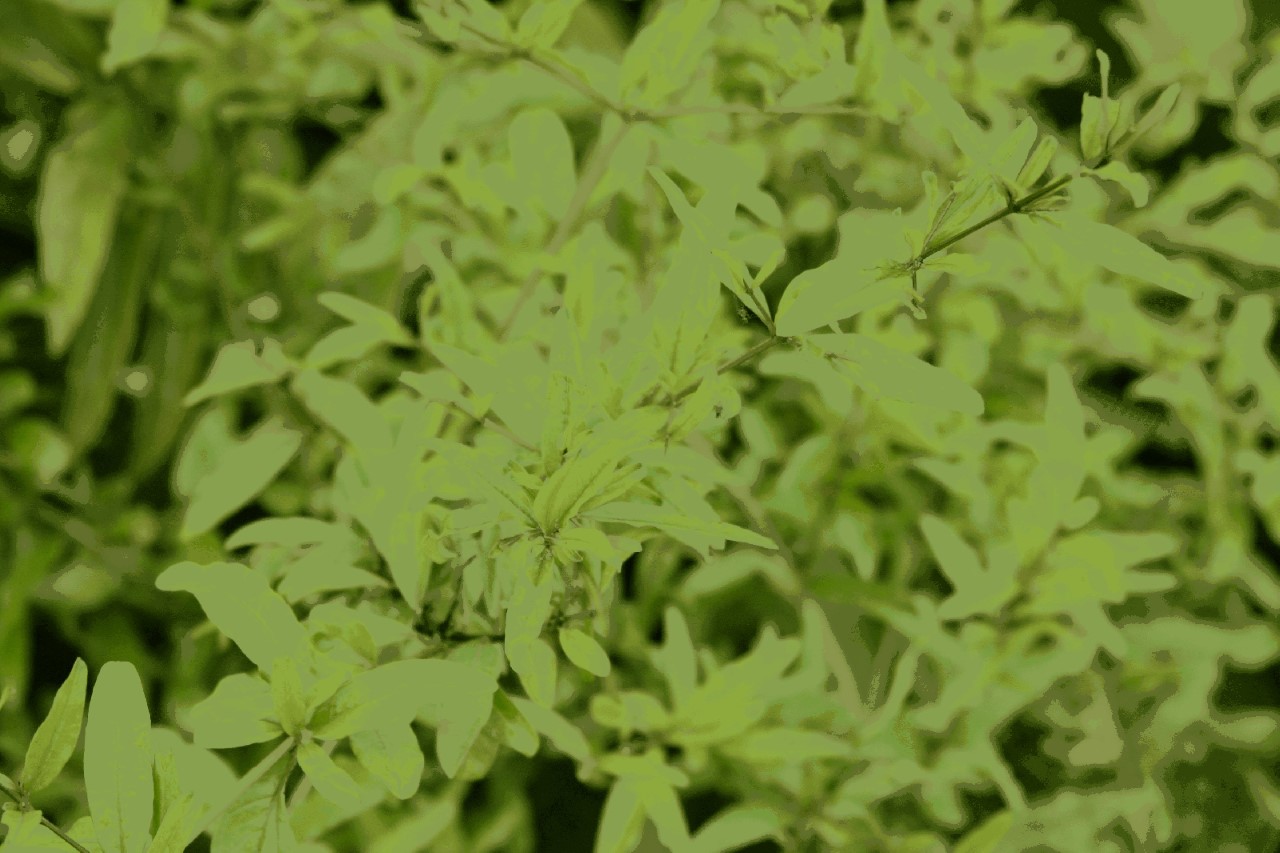 punica-granatum-kazake