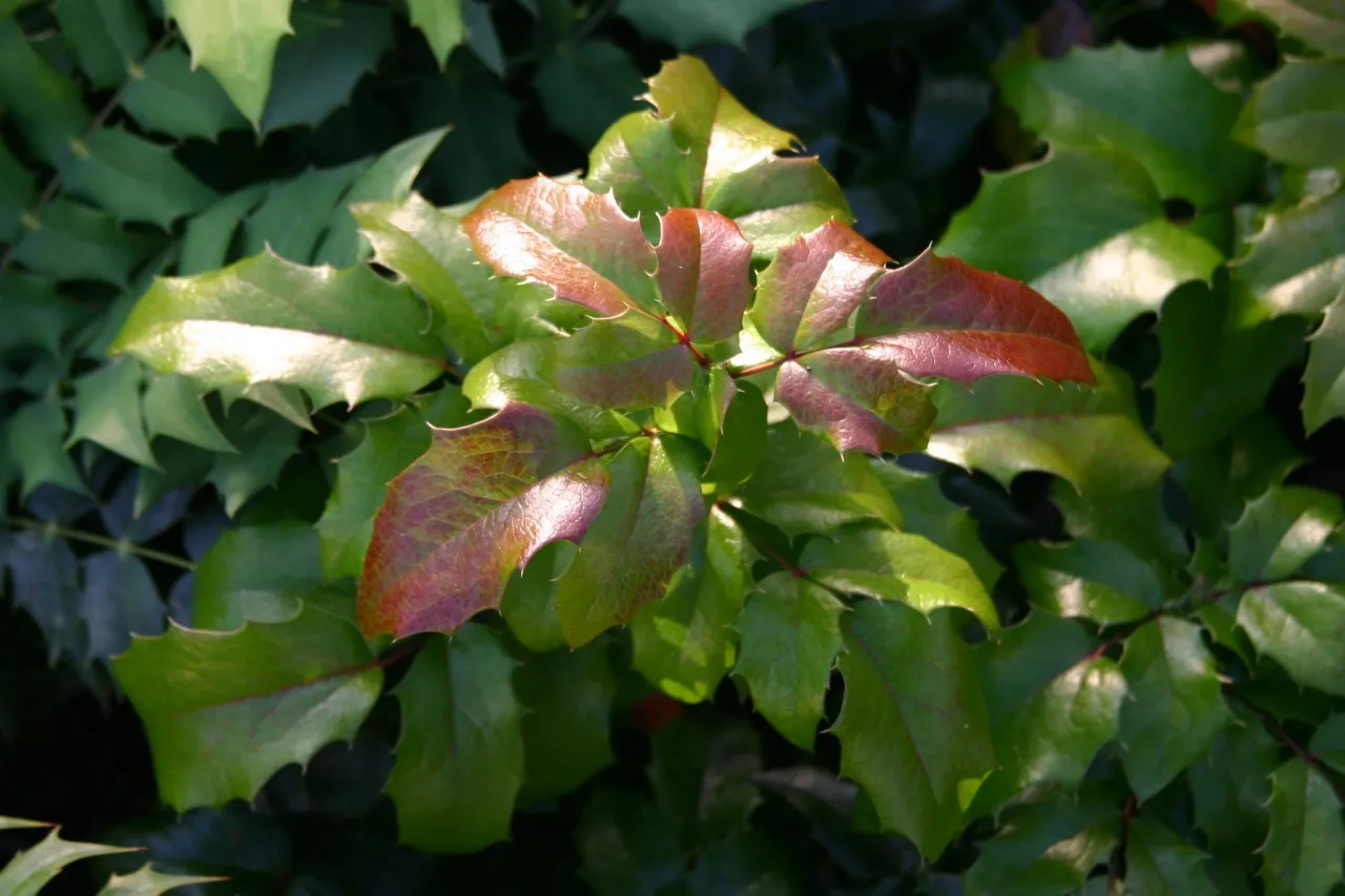 Mahonia aquifolium 'Smaragd' : C2 : 15-30