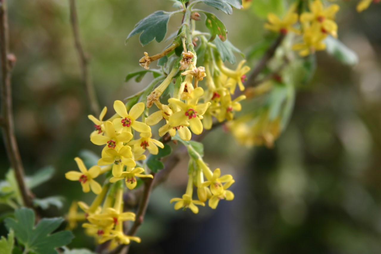 Ribes odoratum 'Gwens'