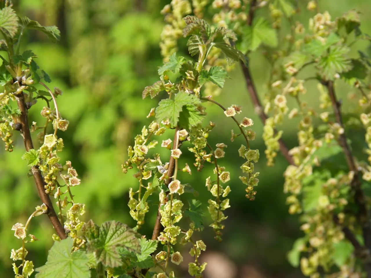Ribes rubrum 'Red Lake' : C2 : 15-30