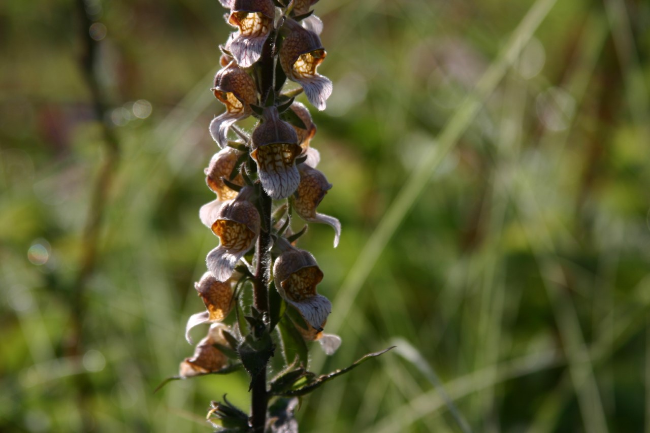 digitalis-ferruginea-gelber-herold