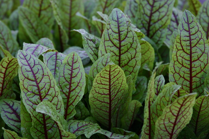 Rumex sanguineus var. sanguineus : P9