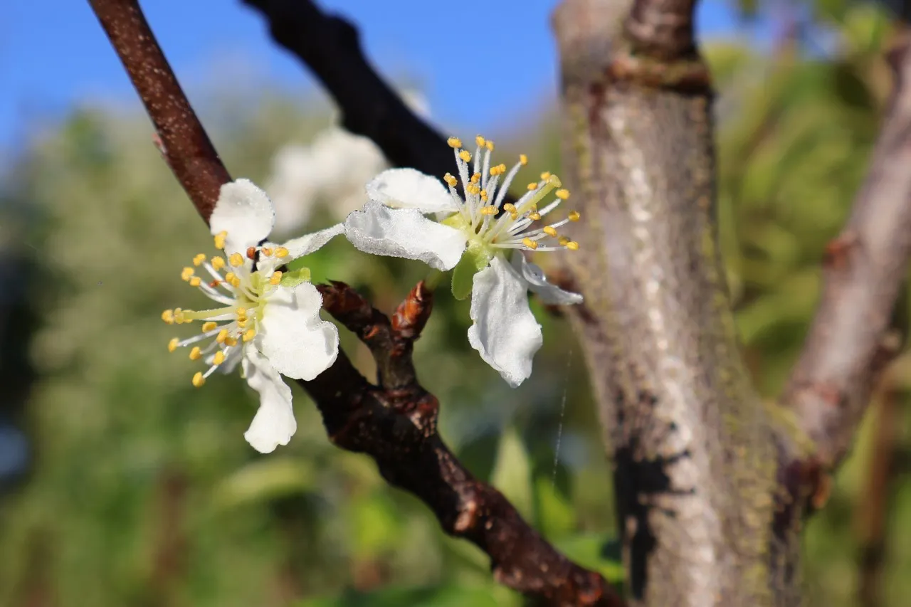 Prunus domestica 'Reine Claude d'Oullins'