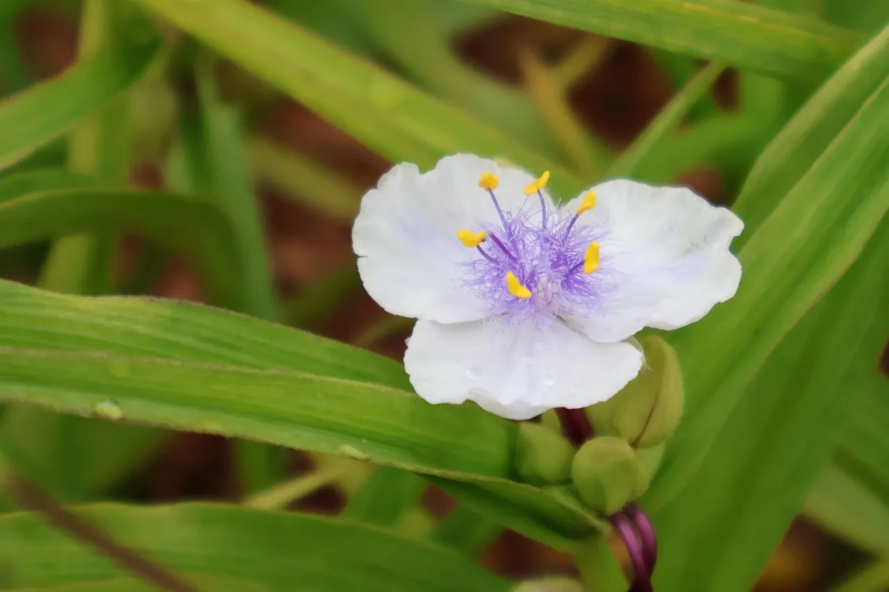Tradescantia 'Osprey' : P9