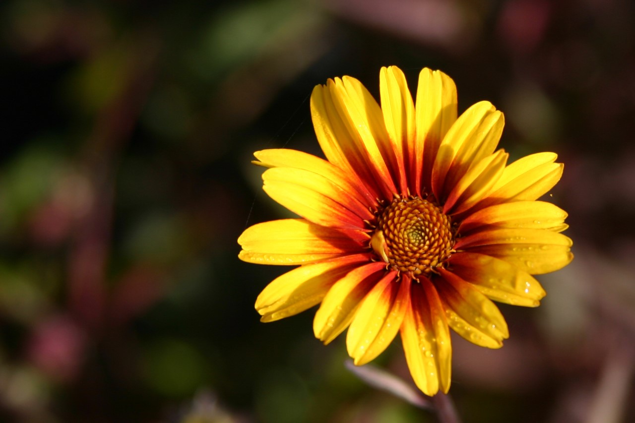 heliopsis-helianthoides-var-scabra-burning-hearts