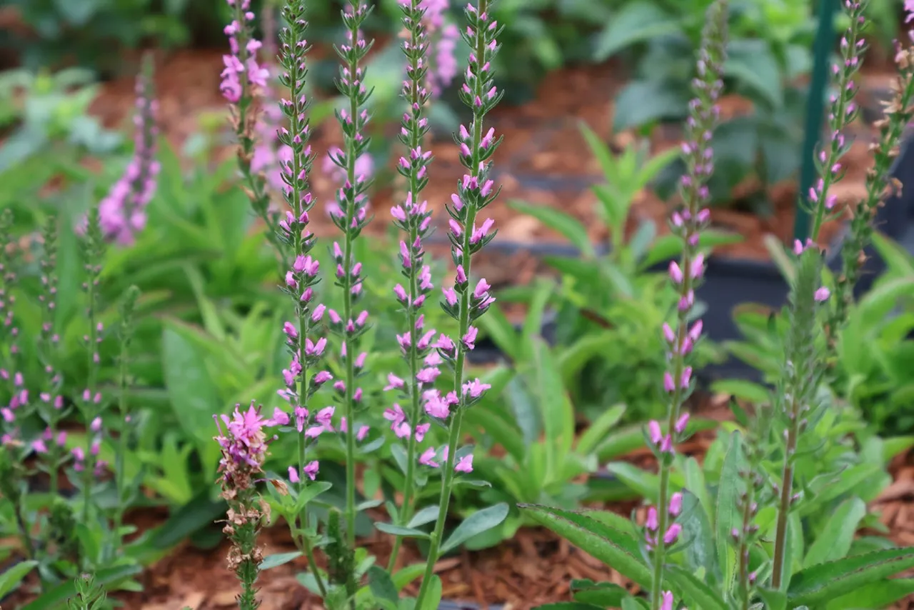 Veronica spicata 'Barcarolle'