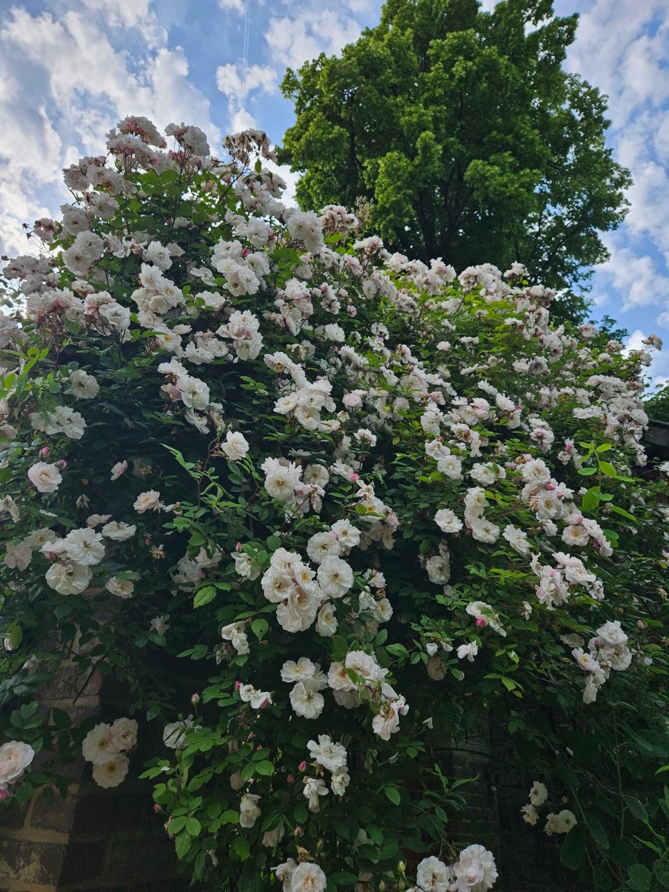 Rosa (H) 'Venusta Pendula'
