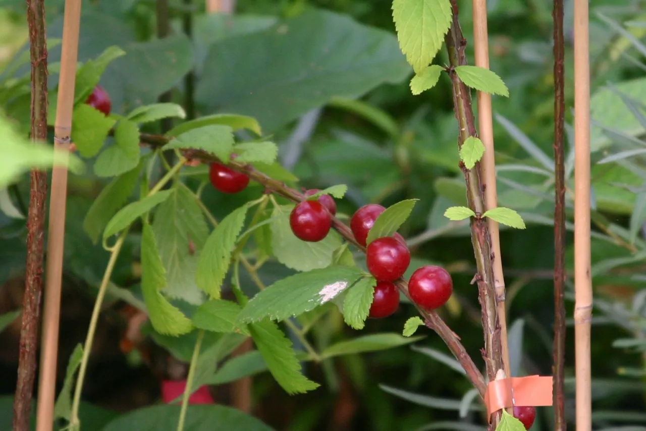 Prunus tomentosa 'Efimka'