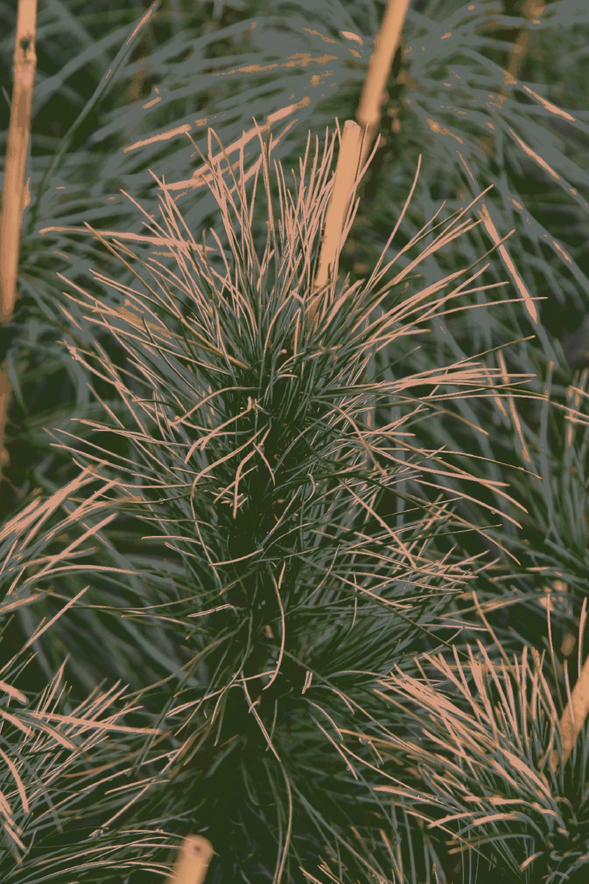 pinus-koraiensis-plenty