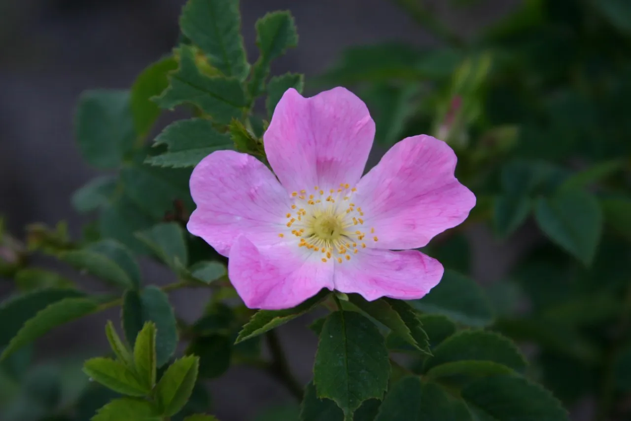 Autochtoon inheems Hegpakket ‘Beestjes en Bloei’  Zand