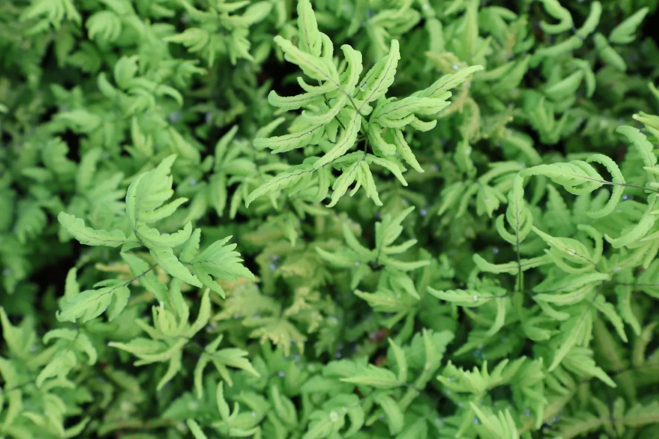 Currania dryopteris 'Plumosum'