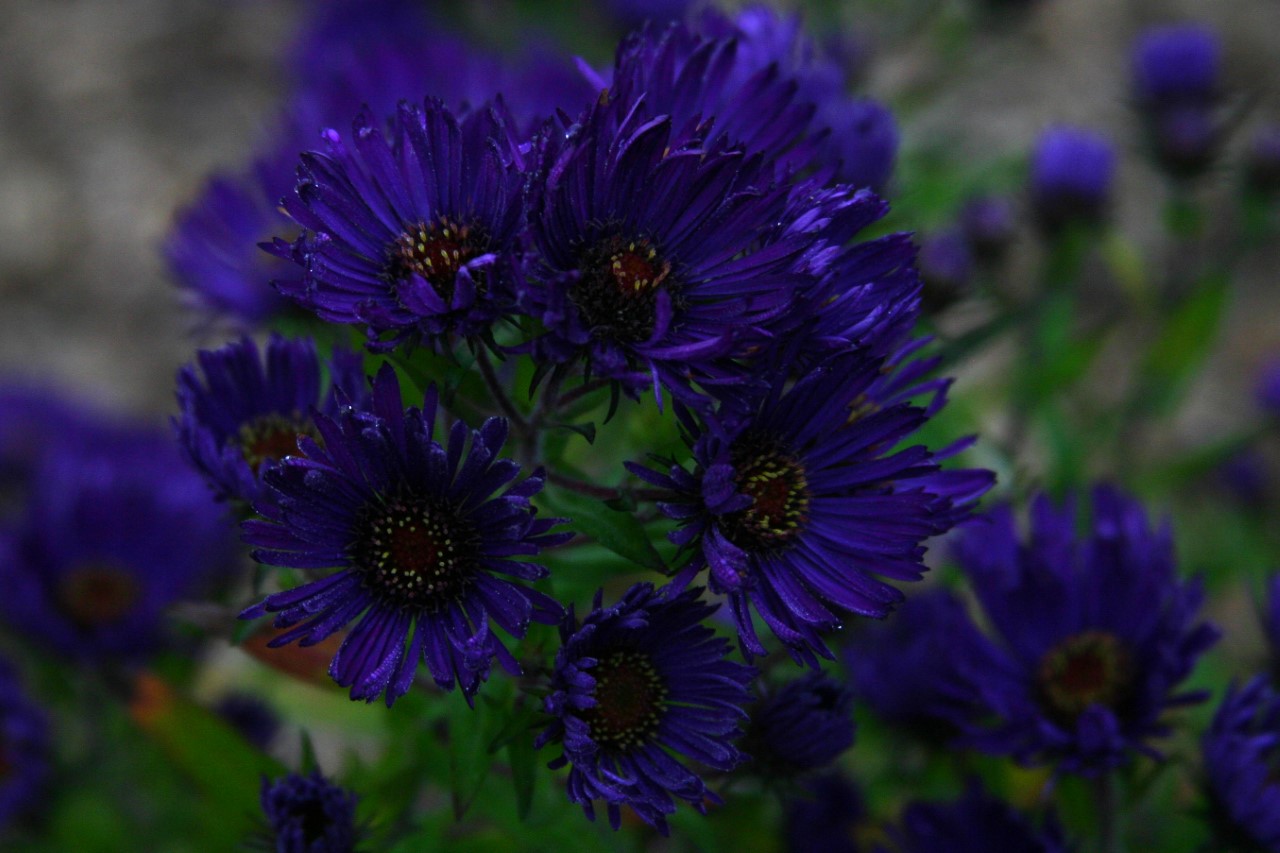 aster-novae-angliae-helen-picton