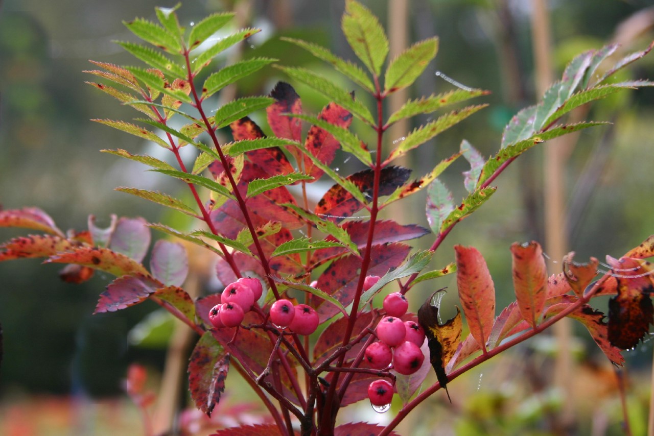 sorbus-rockii-pink-pearl