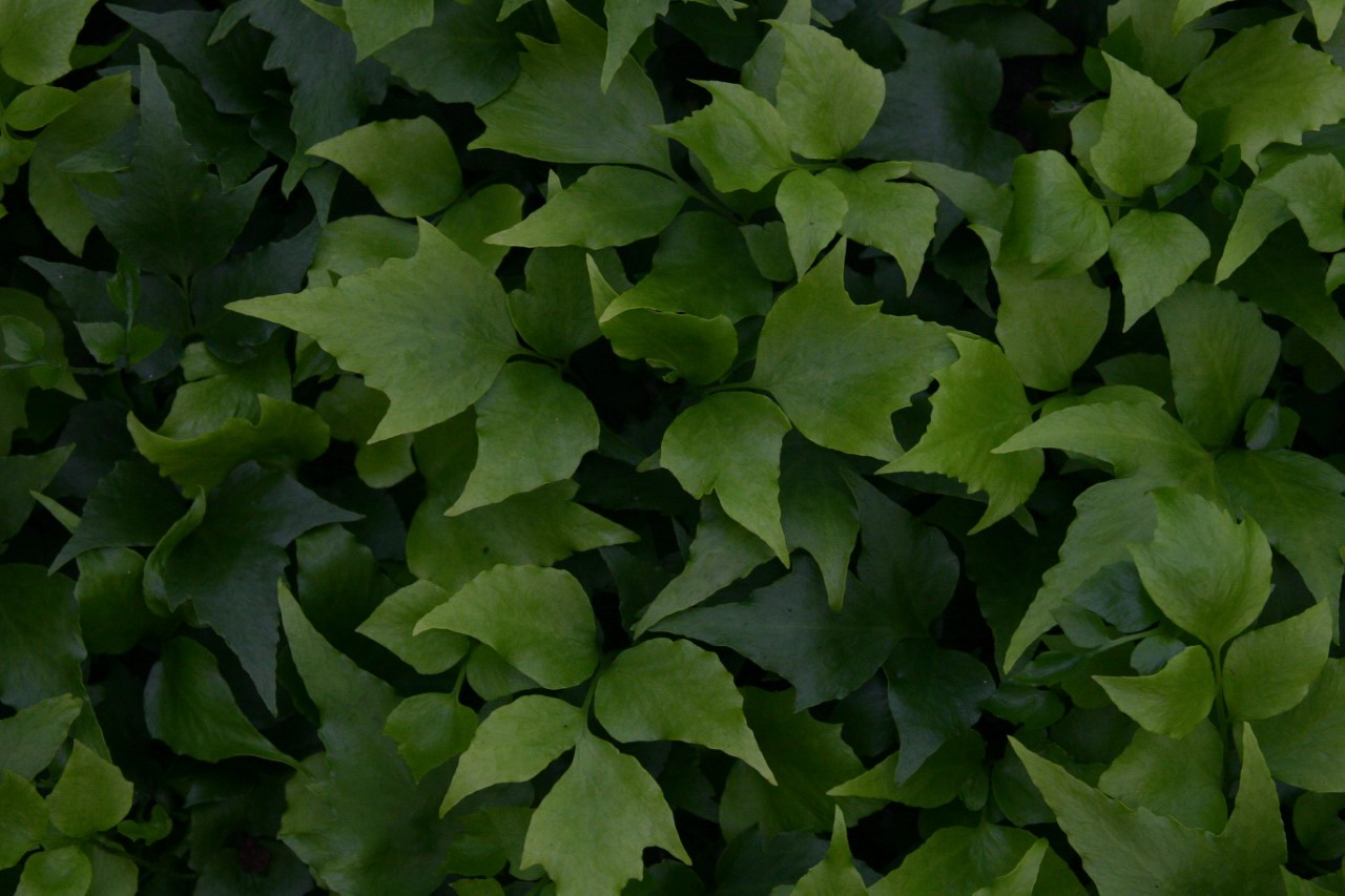 Cyrtomium falcatum cyrtomium-falcatum
