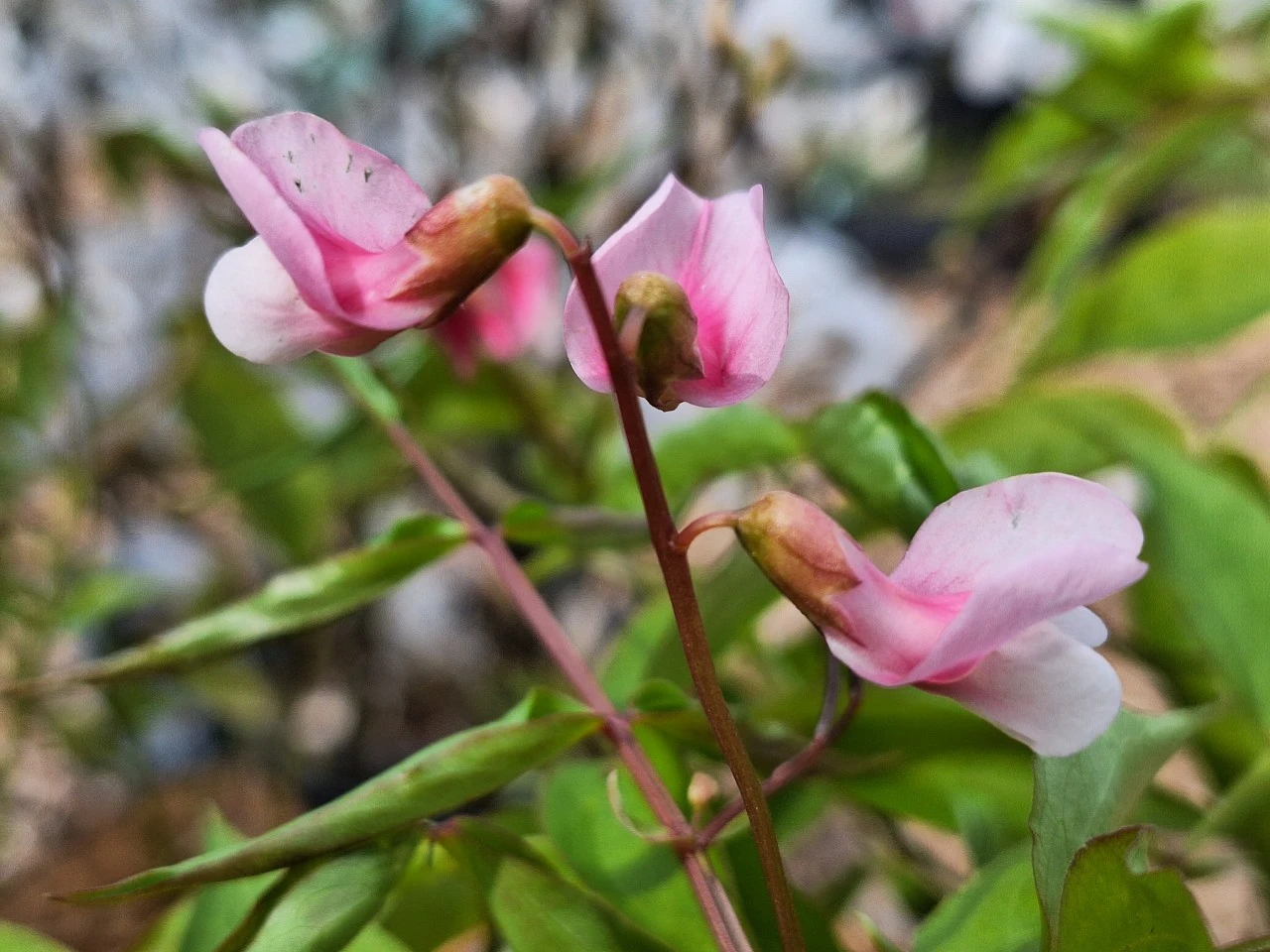 Lathyrus vernus 'Rosenelfe'