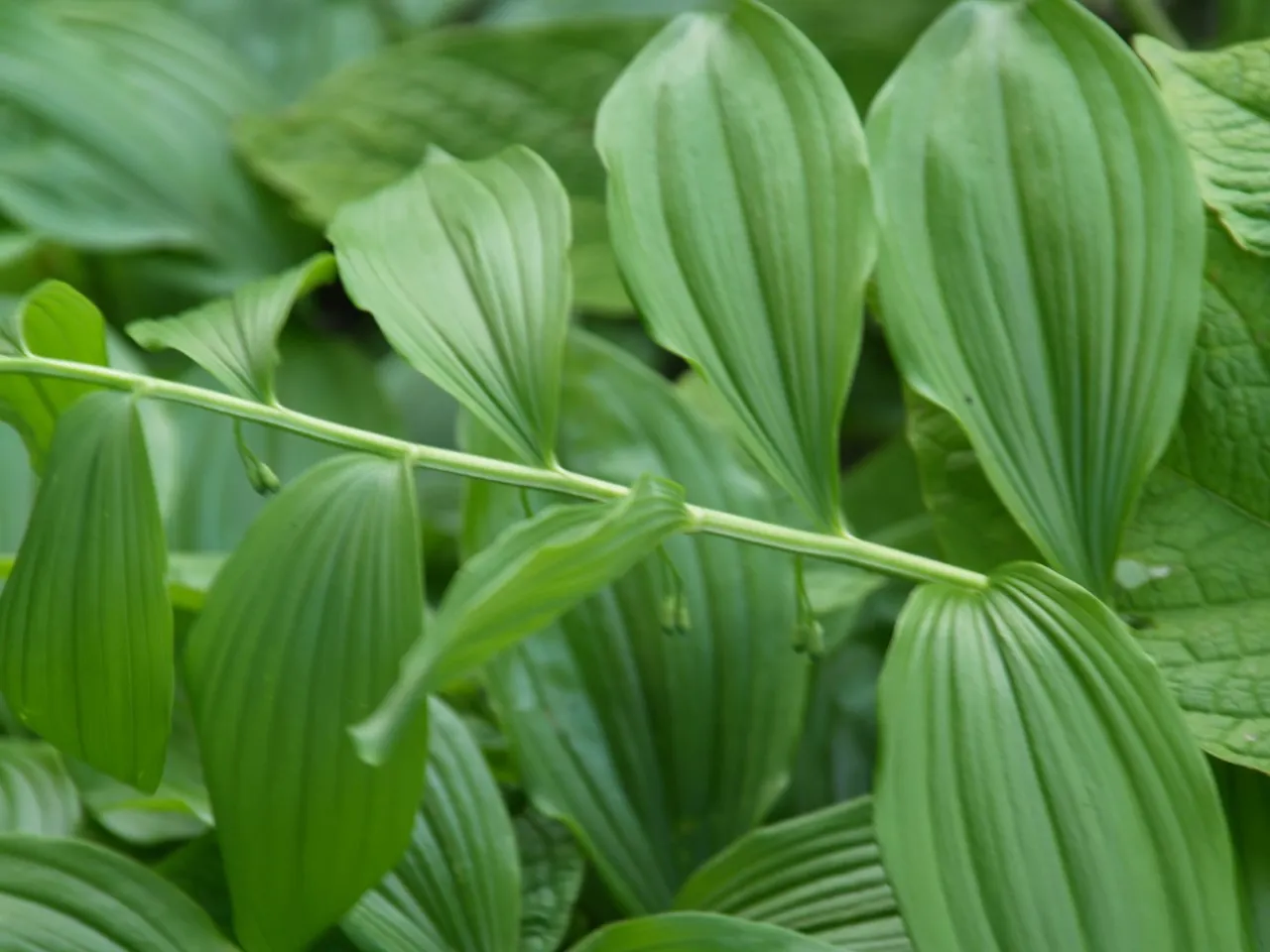 Polygonatum polyanthemum