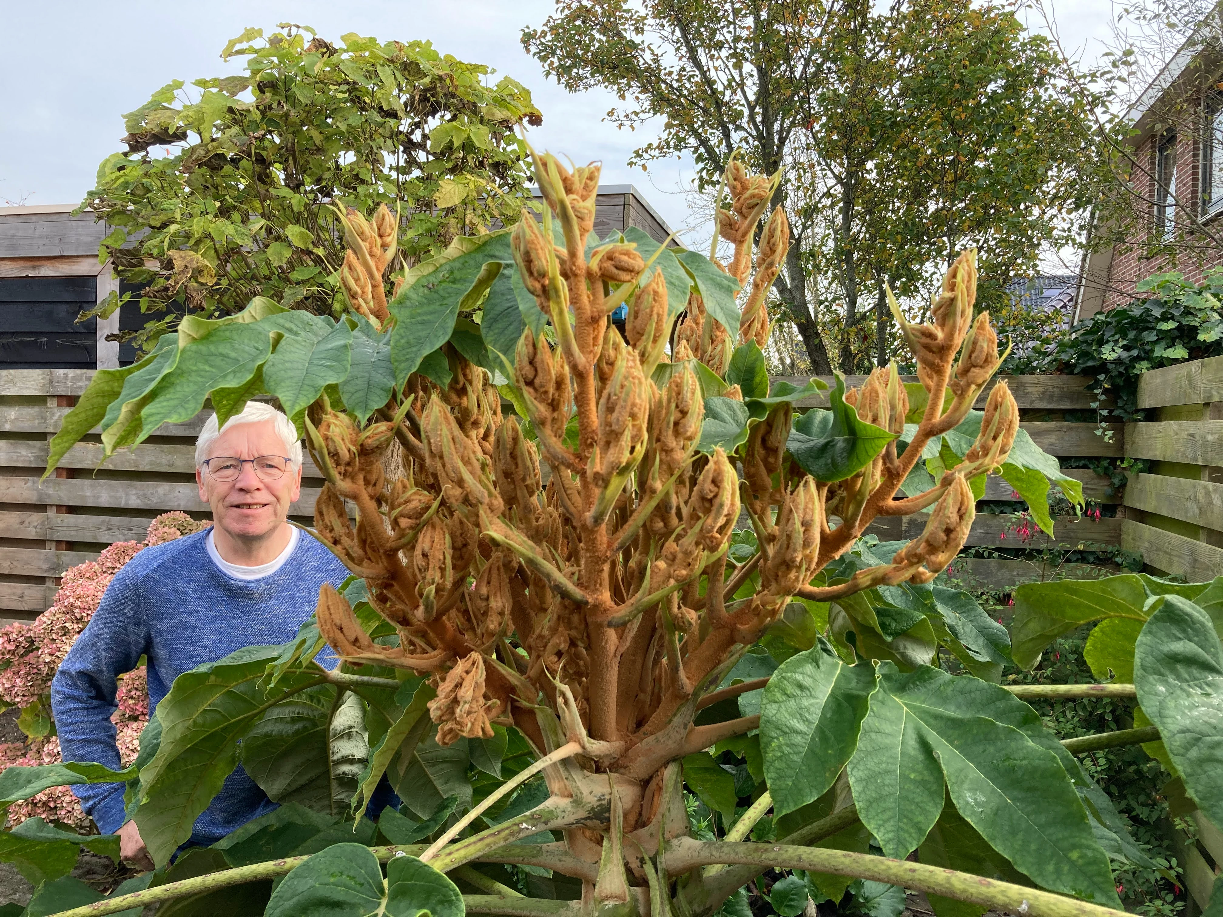 Plantverhalen van klanten - Tetrapanax papyrifer: Een dinosaurusplant in je achtertuin