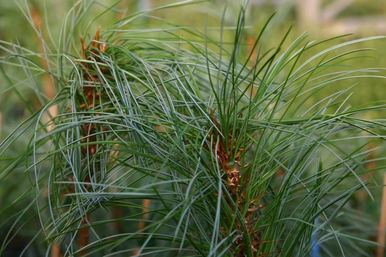 pinus-koraiensis-primus
