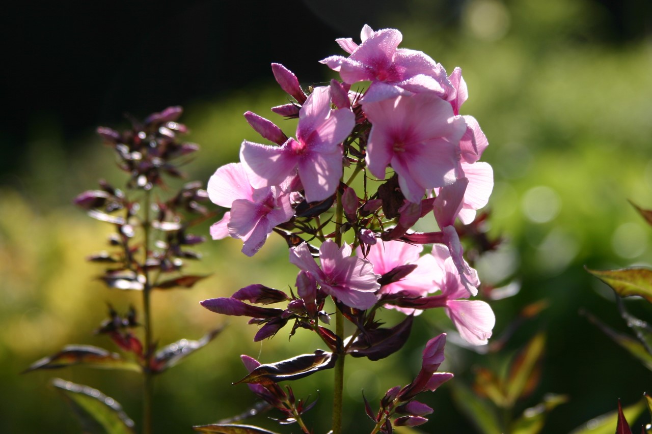 phlox-p-bright-eyes