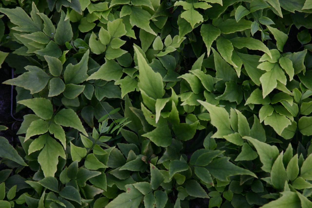 Cyrtomium fortunei clivicola cyrtomium-fortunei-clivicola