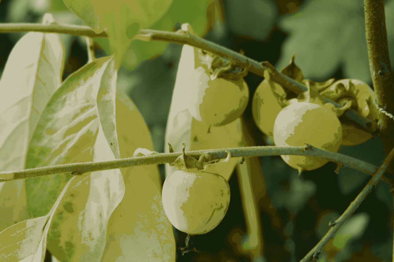 diospyros-pieper