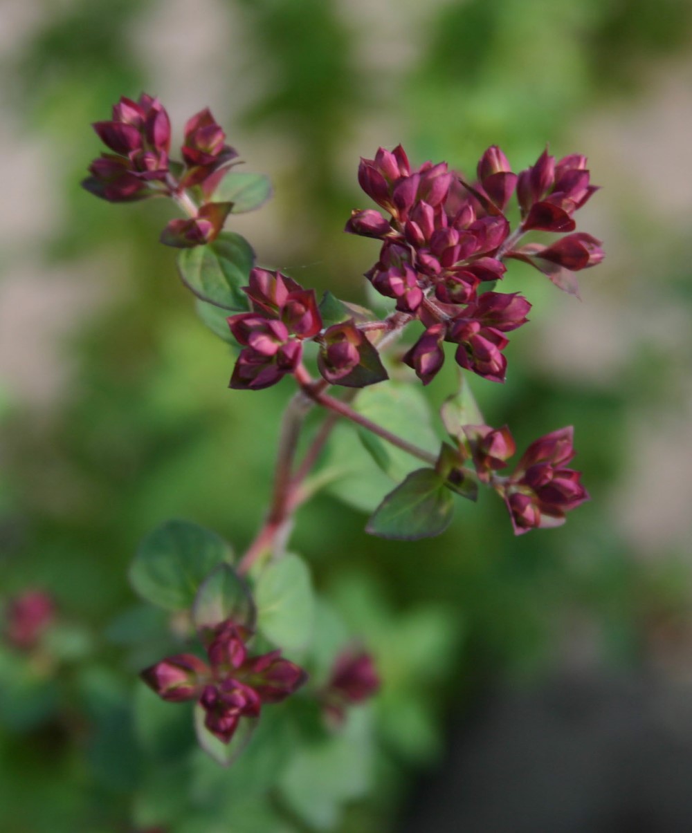 origanum-rosenkuppel