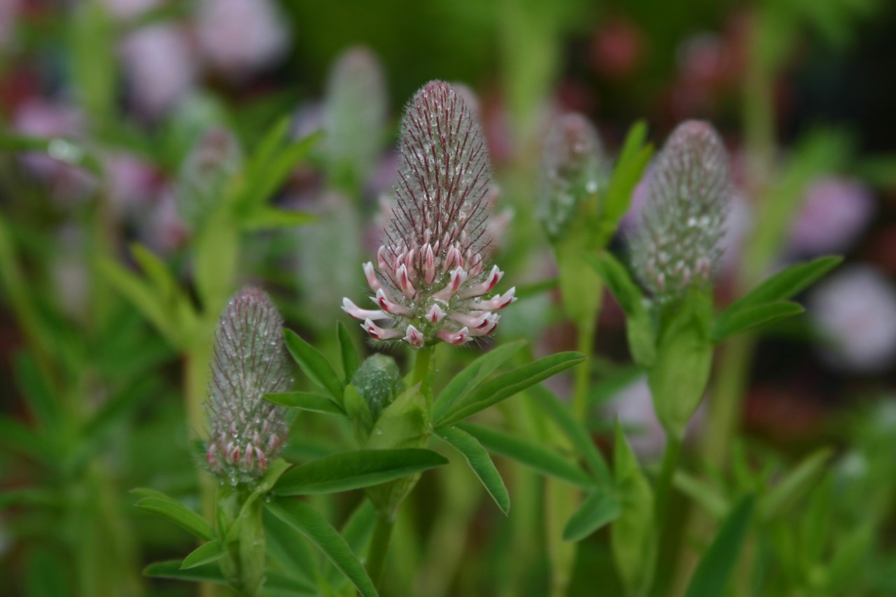 Trifolium rubens 'Peach Pink' Biologisch : P9