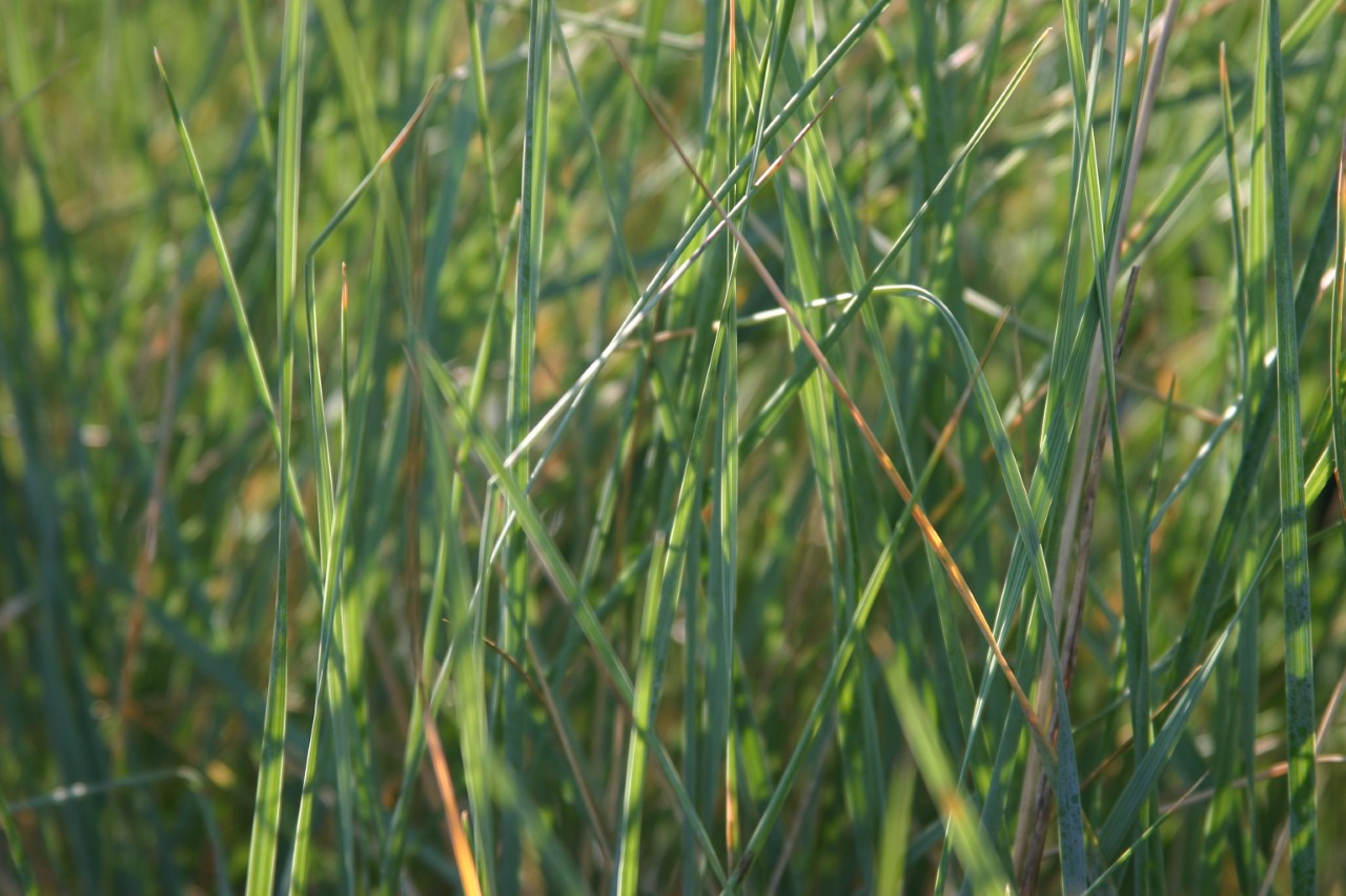 Helictotrichon semperforens 'Saphirsprudel helictotrichon-semperforens-saphirsprudel