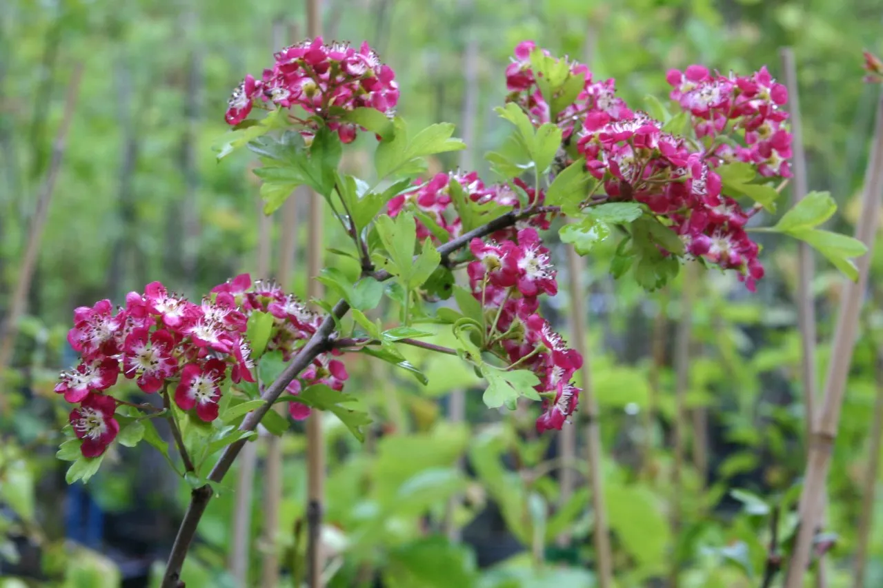 Crataegus monogyna 'Crimson Cloud'
