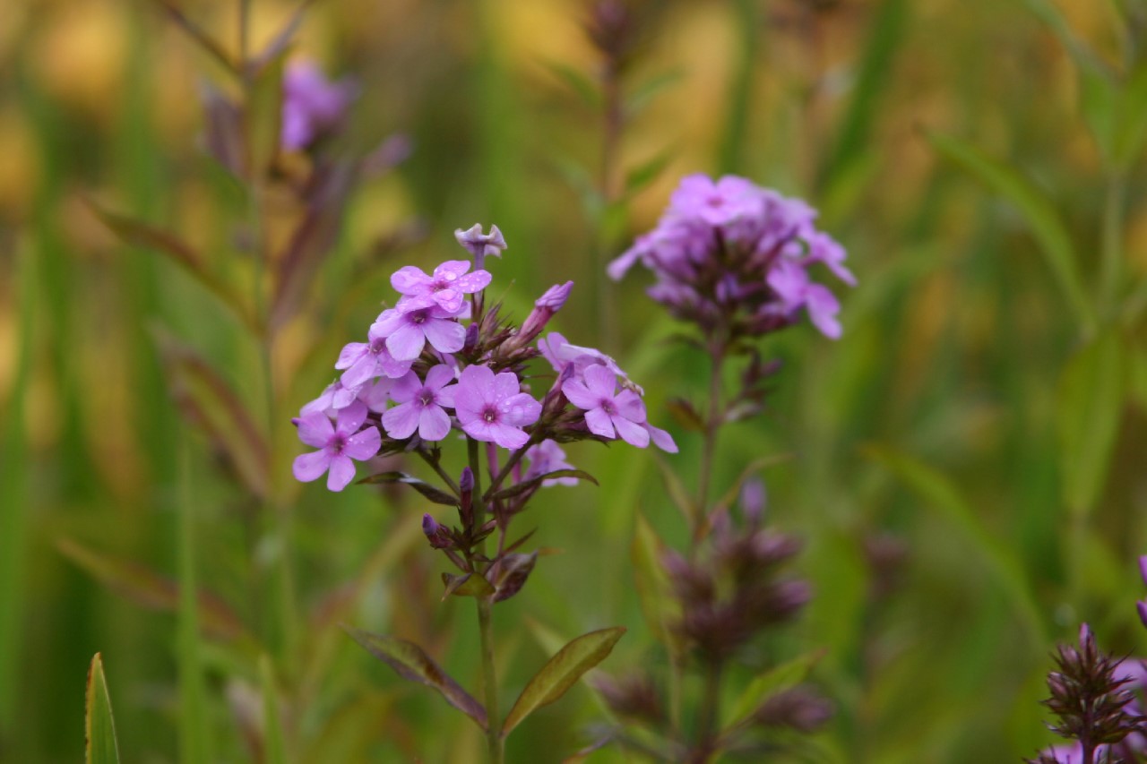 phlox-p-hesperis