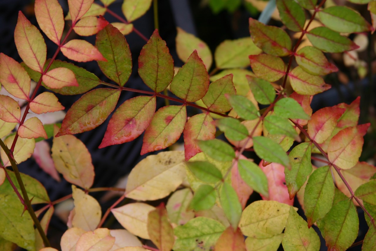 zanthoxylum-americanum