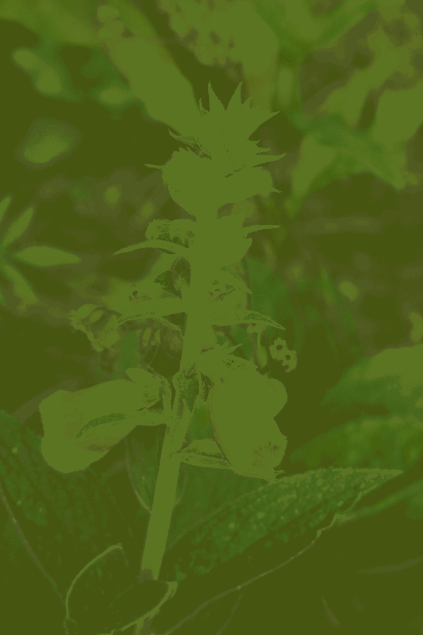 Digitalis 'Mertonensis' Biologisch : P9