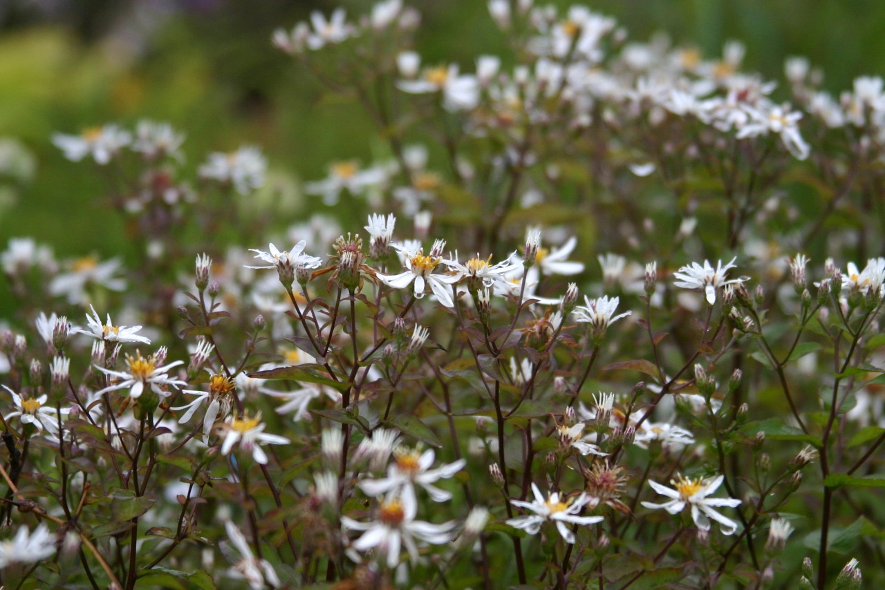 aster-divaricatus-eastern-star