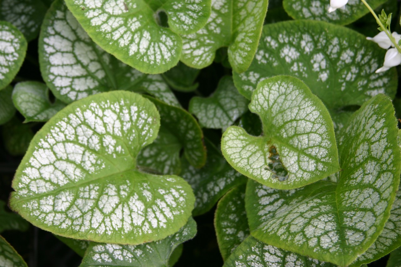 brunnera-macrophylla-jack-frost