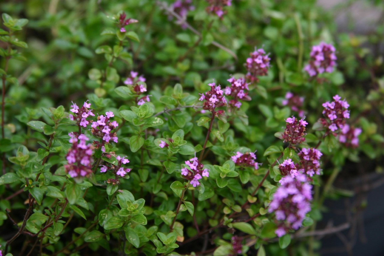 thymus-pulegoides-tabor