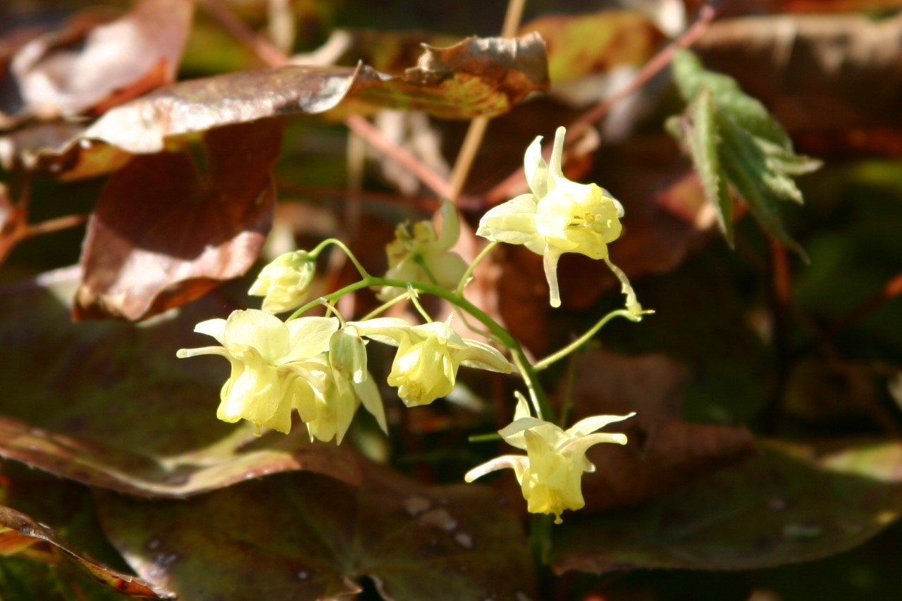 Epimedium versicolor 'Sulphureum' : P9