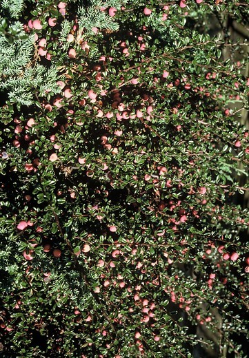 cotoneaster-microphyllus-var-thymifolius