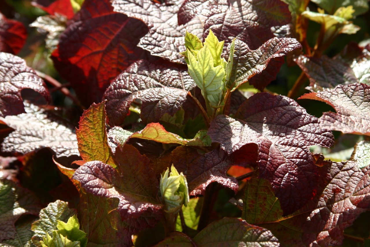 hydrangea-quercifolia-snowflake