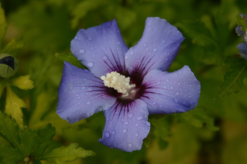 Hibiscus syriacus 'Marina'