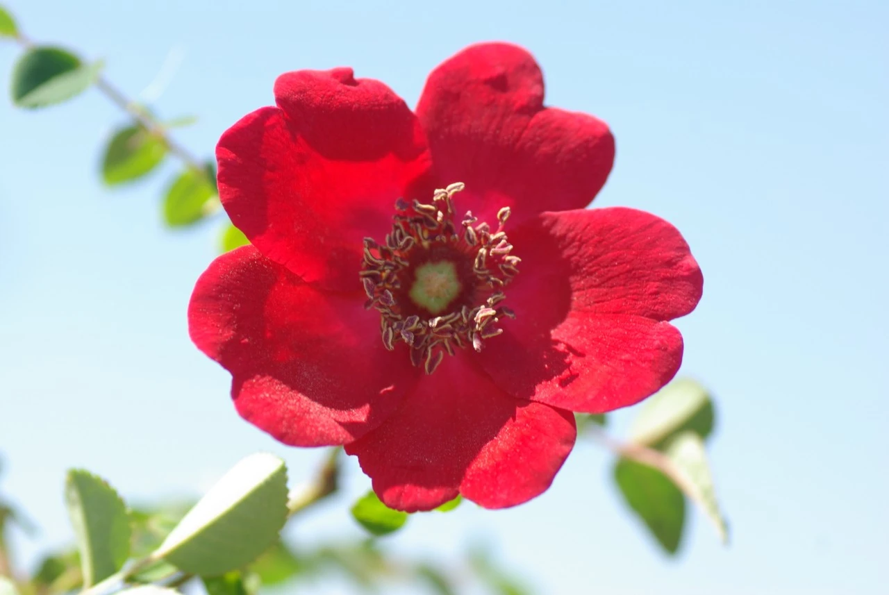 Rosa moyesii 'Geranium'
