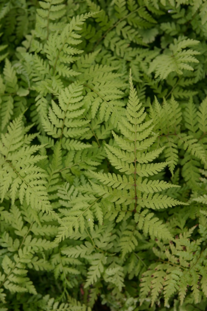 polystichum-neolobatum