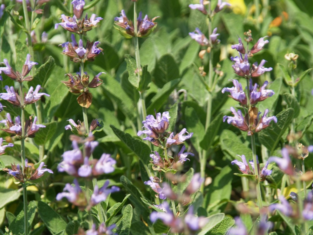 salvia-officinalis-berggarten