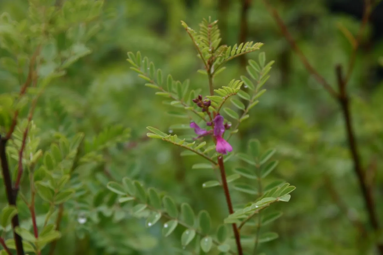 Indigofera dosua