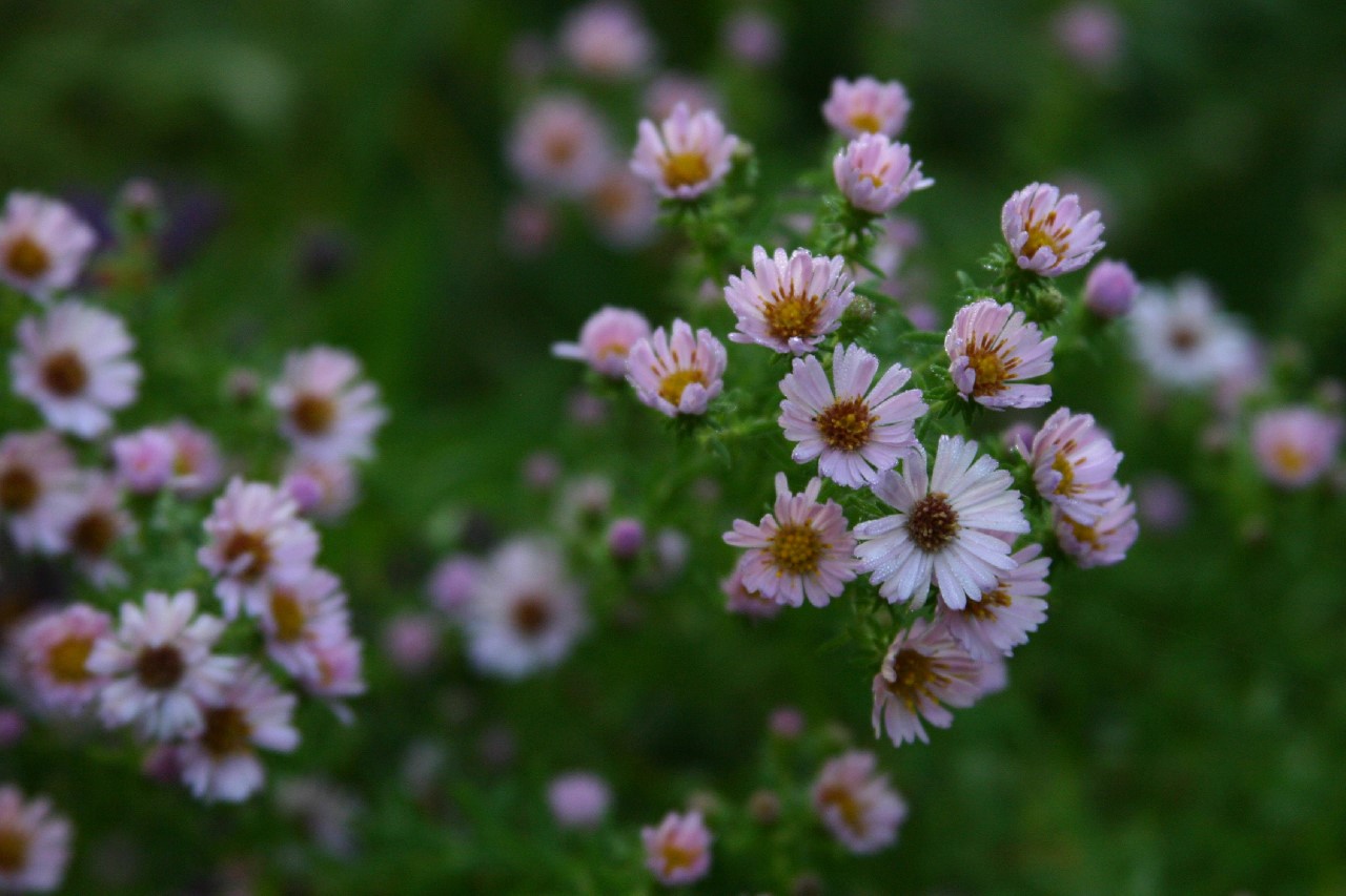 aster-kylie
